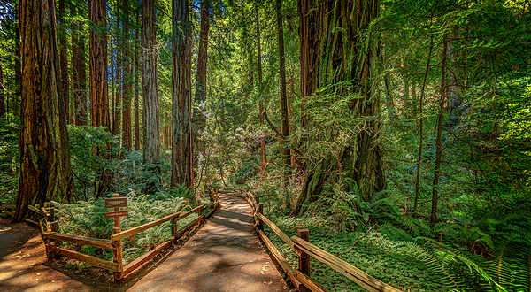 缪尔森林国家纪念地