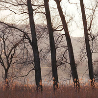 紫蓬山国家森林公园