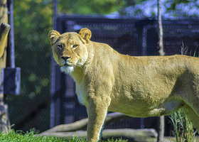 林肯公园动物园