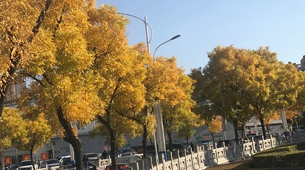 和田胡杨林第 1 张图片