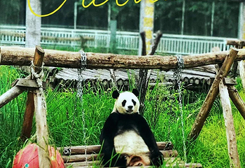 阆中熊猫乐园第 22 张图片
