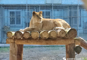 宜宾野生动物世界第 7 张图片