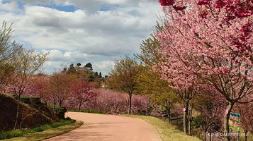 紫云山樱花园