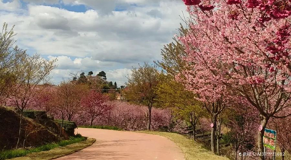 紫云山樱花园