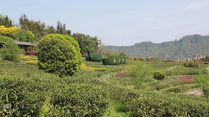 中国藏茶村第 4 张图片
