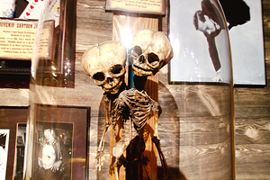 Ripley's Believe It or Not!