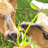 肯尼亚山动物孤儿院