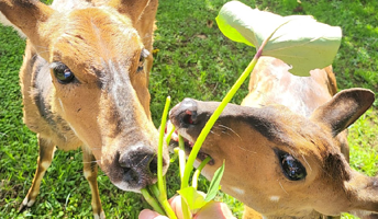 肯尼亚山动物孤儿院