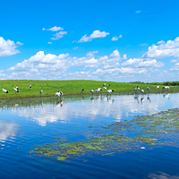 扎龙生态旅游区