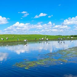 扎龙生态旅游区