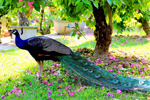 天鹅湖动物基地