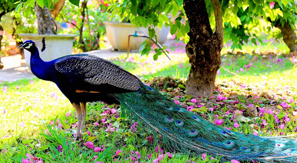 天鹅湖动物基地