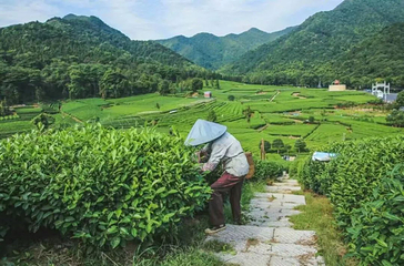 杭州龙坞茶村第 9 张图片