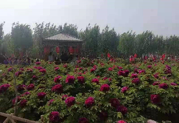 鹅城牡丹园第 15 张图片