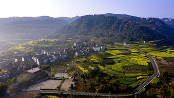 桑洲油菜花景区
