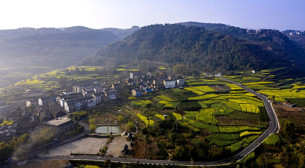 桑洲油菜花景区