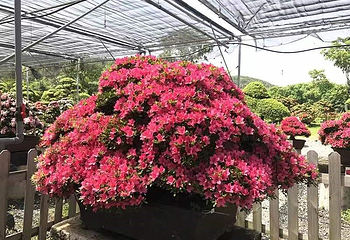 赛石·花朝园第 7 张图片