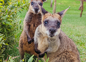峡谷野生动物园