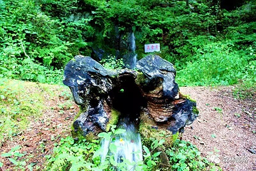 五营红松林海景区第 36 张图片