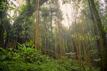 海南百花岭热带雨林文化旅游区第 4 张图片