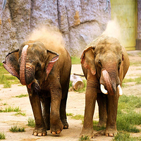 青岛森林野生动物世界