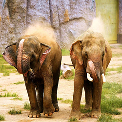 青岛森林野生动物世界