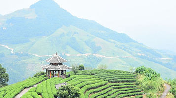 峨山高香万亩生态茶文化旅游区