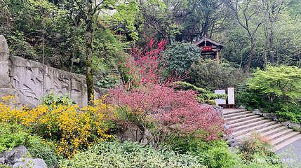龙井山园第 3 张图片