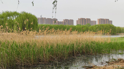 坝河千亩湖管护区第 1 张图片