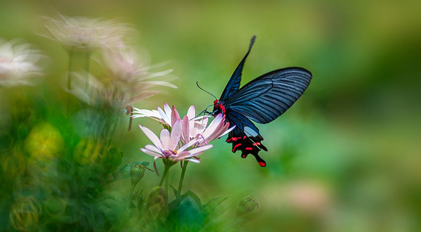 中国红河蝴蝶谷景区
