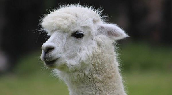 神兽·羊驼主题馆（晋城万达店）