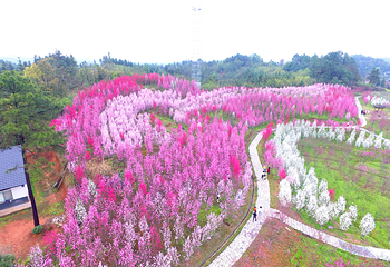 桃花源第 70 张图片