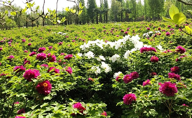 地坛公园第 58 张图片