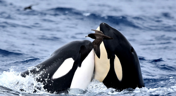 Whale Watch Western Australia