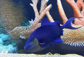 梦幻海洋企鹅馆第 90 张图片