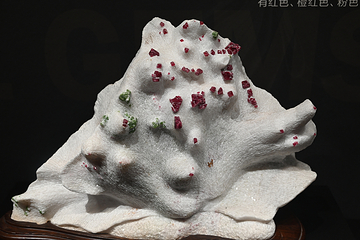 成都自然博物馆第 7 张图片