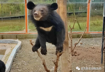 宜宾野生动物世界第 20 张图片
