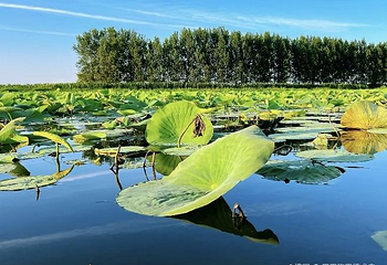 新民小西湖第 1 张图片