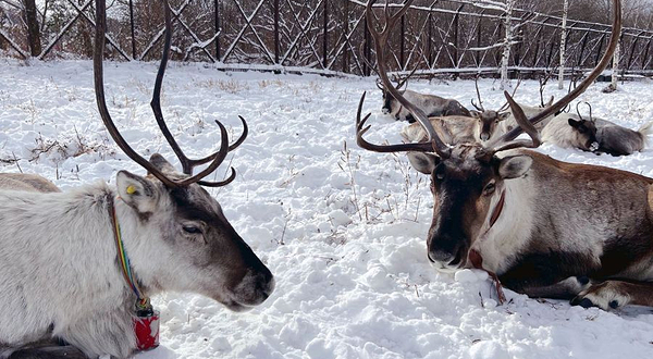 尚志市林区驯鹿部落
