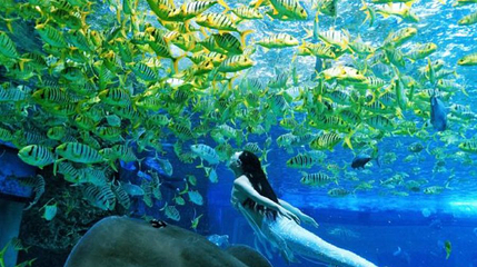 豪生水上运动俱乐部-海世界潜水第 1 张图片