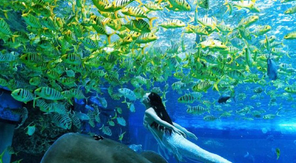 海棠湾豪生潜水