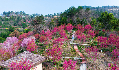 花乡茶谷旅游景区第 79 张图片