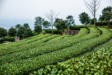 茶山竹海第 5 张图片