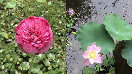 鼎福私家花园第 20 张图片