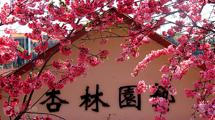石林杏林大观园景区第 2 张图片