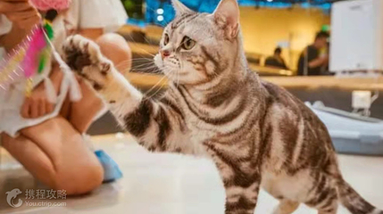 猫咪博物馆旗舰店(青羊万达)第 4 张图片