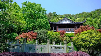 龙井问茶第 1 张图片