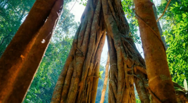 西双版纳纳卡雨林
