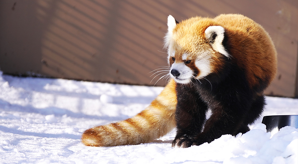 札幌市圆山动物园