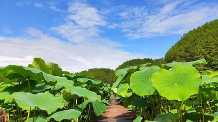 九龙田园第 1 张图片